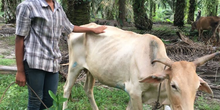 Masyarakat Asahan Resah Ternak Lembu Terjangkit Wabah PMK