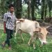 Masyarakat Asahan Resah Ternak Lembu Terjangkit Wabah PMK