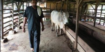 Peternak Sapi Di Simalungun Menjerit, 300 Ternak Sapi Di Simalungun Positif PMK