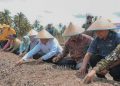 Wali Kota Padangsidimpuan Tanam Perdana Demplot Bawang Merah di Desa Labuhan Labo