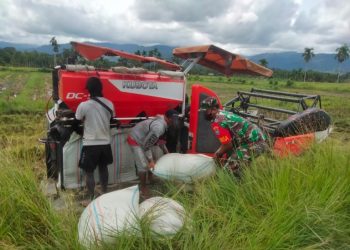 Dengan Semangat Babinsa Bantu Petani Panen Padi Gunakan Alat Modern