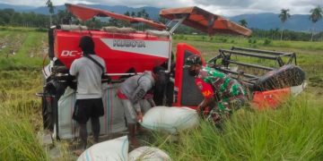 Dengan Semangat Babinsa Bantu Petani Panen Padi Gunakan Alat Modern