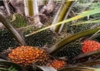 Harga buah sawit di Sumut turun lagi dan tinggal Rp900 per kg