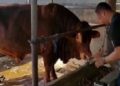 Jokowi Beli Sapi Limosin Berbobot 1 Ton di Binjai untuk Kurban, Peternak Tak Menyangka Hingga Sujud Syukur