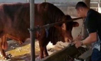 Jokowi Beli Sapi Limosin Berbobot 1 Ton di Binjai untuk Kurban, Peternak Tak Menyangka Hingga Sujud Syukur