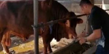 Jokowi Beli Sapi Limosin Berbobot 1 Ton di Binjai untuk Kurban, Peternak Tak Menyangka Hingga Sujud Syukur