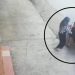 Viral Wanita di Medan Jadi Korban Begal Payudara, Polisi Lakukan Penyelidikan