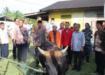Bupati Nias Serahkan Hewan Qurban Terhadap Umat Muslim Dalam Memperingati Hari Raya Idul Adha 1443 Hijriah Tahun 2022