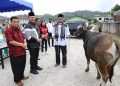 Serahkan Hewan Kurban, Bupati Taput Harapkan Kerukunan Umat Beragama Tetap Terjaga