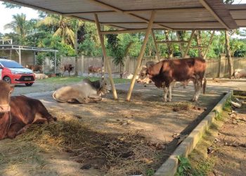 Jelang Idul Adha Polda Banten Sebar Hewan Kurban