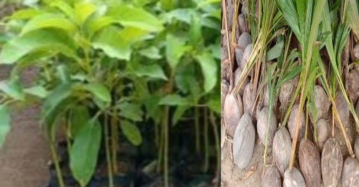 Mengaku Anak Main Kejaksaan Sengaja Catut Nama Lembaga Kejaksaan dan Polda Minta Proyek