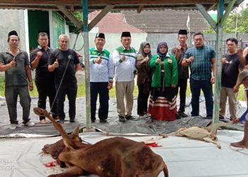 DPC PKB Kota Medan Sembelih 3 Ekor Hewan Kurban