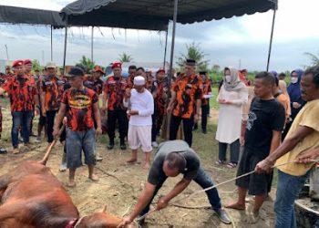 MPW Pemuda Pancasila Sumut Serahkan 19 Sapi Untuk Di Korbankan di Hari Raya Idhul Adha 1443 H