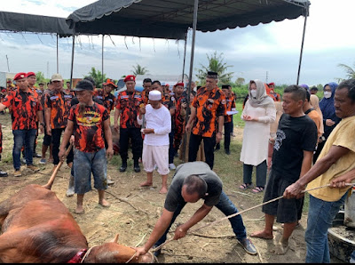 MPW Pemuda Pancasila Sumut Serahkan 19 Sapi Untuk Di Korbankan di Hari Raya Idhul Adha 1443 H
