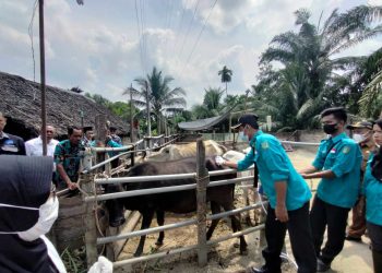 Asahan Terima 400 Dosis Vaksin PMK