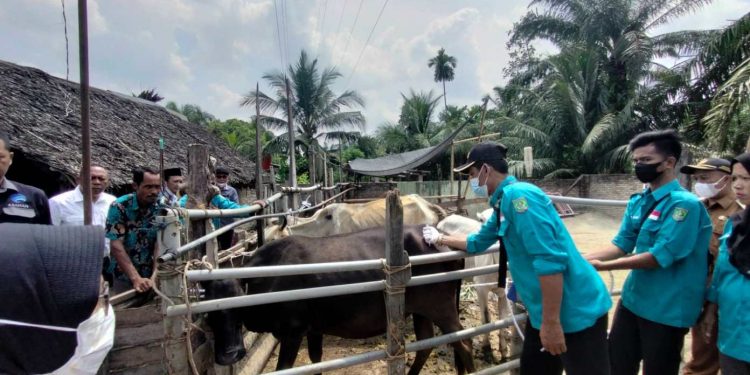 Asahan Terima 400 Dosis Vaksin PMK