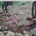 Pelajar SMP Di Bully Oleh Temannya Hingga Meninggal : Dipaksa Setubuhi Kucing