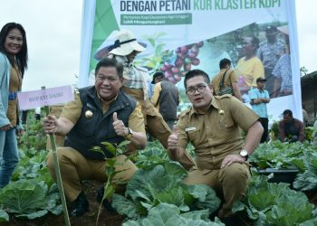 Bank Sumut Tingkatkan Modal Usaha Petani Lewat KUR Klaster Kopi & Jagung