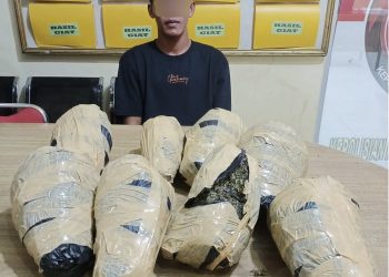 Bawa 7 Kg Ganja Tujuan Bukit Tinggi, Penumpang Bus Putra Pelangi Ditangkap di Pakam