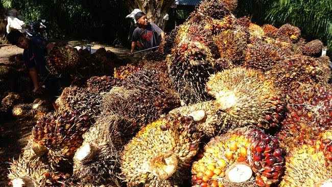 Akhirnya Harga TBS Di Sumut Perlahan Naik Pekan ini