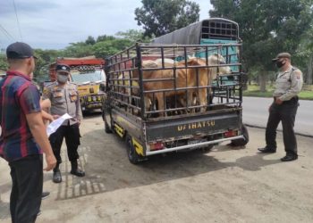 Polsek Lima Puluh Cek Lalu Lintas Angkutan Hewan Ternak