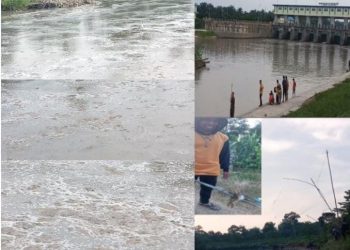 Gawat! Ikan Mabuk di Sungai Padang Diduga Akibat Pembuangan Limbah