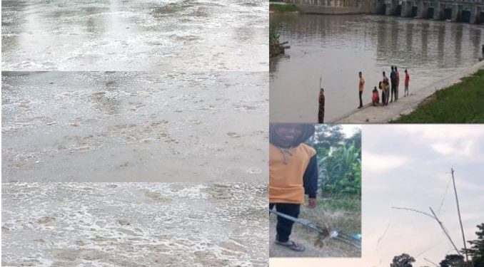 Gawat! Ikan Mabuk di Sungai Padang Diduga Akibat Pembuangan Limbah