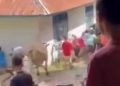 Sapi Ngamuk saat Hendak Disembelih, Seorang Ibu Cedera Terinjak