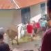 Sapi Ngamuk saat Hendak Disembelih, Seorang Ibu Cedera Terinjak