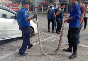 Ular Piton 3 Meter Masuk Kolong Mobil Warga di Kisaran