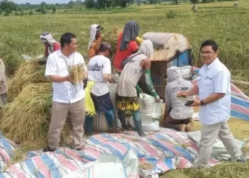 Stok Beras Bulog di Sumut Cukup Dua Bulan ke Depan
