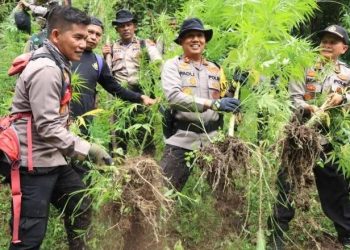 Himpitan Ekonomi, Petani Tanam Pohon Ganja Seluas Dua Hektar