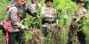 Himpitan Ekonomi, Petani Tanam Pohon Ganja Seluas Dua Hektar
