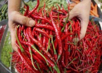 Harga Cabai di Medan Makin Pedas, Kembali Tembus Rp100 Ribu