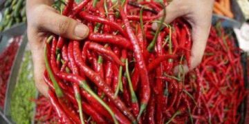 Harga Cabai di Medan Makin Pedas, Kembali Tembus Rp100 Ribu