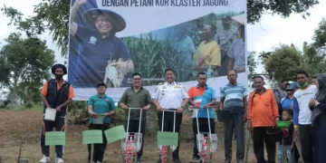 Pemkab Dairi lakukan tanam jagung KUR Klaster di Desa Maju