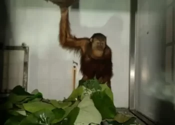 BKSDA Sumut Terima Satu Individu Orangutan yang Sempat Dirawat di BKSDA Kaltim