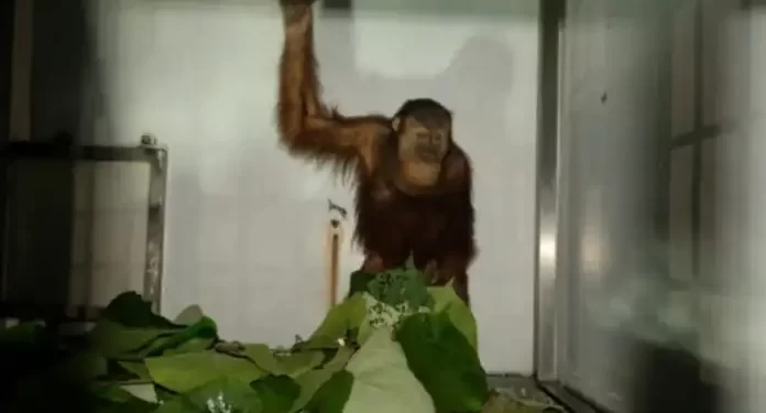 BKSDA Sumut Terima Satu Individu Orangutan yang Sempat Dirawat di BKSDA Kaltim