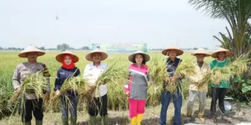 Panen Padi di Tebing Tinggi, Pj Wali Kota: Jaga Kestabilan Harga dan Stok Pangan