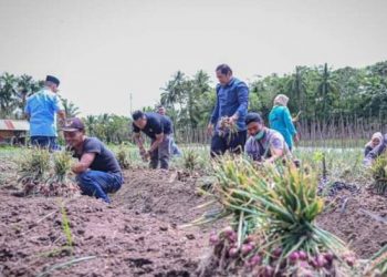 Walikota Bersama Para Petani Bawang Desa Baruas Panen Bawang Merah
