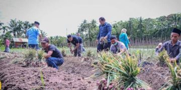 Walikota Bersama Para Petani Bawang Desa Baruas Panen Bawang Merah