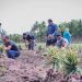 Walikota Bersama Para Petani Bawang Desa Baruas Panen Bawang Merah