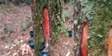 Aksi Penyadapan Kayu Tusam Masih Berlangsung di Gunung Meriah Deli Serdang