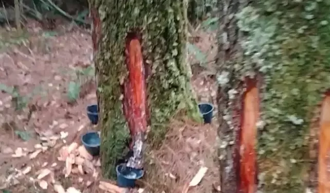Aksi Penyadapan Kayu Tusam Masih Berlangsung di Gunung Meriah Deli Serdang