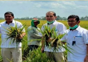 Pengadaan beras petani Perum BULOG Wilayah Sumatera Utara Jauh Dibawah Target