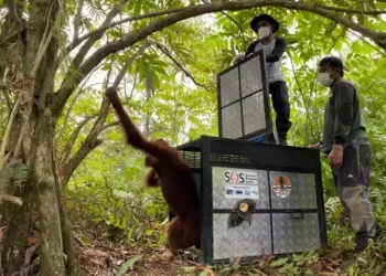 BKSDA Sumut Evakuasi Orangutan Sumatera yang Terjebak Semak Belukar di Kebun Warga di Langkat