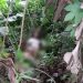 Foto: Perempuan ditemukan tergeletak lemas dalam semak-semak di Klapanunggal, Bogor. (dok Istimewa)