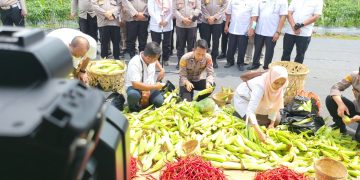 POLDA SUMUT Panen Perdana Jagung dan Cabai Merah, Sebagai Bentuk Dukung Ketahanan Makanan