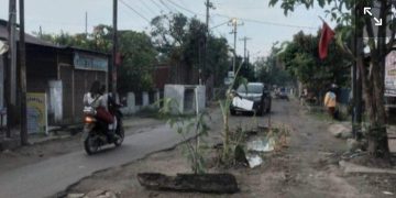 Dinas PU Tutup Mata Proyek Drainase Bikin Jalan Hancur, Warga Tanam Pohon Pisang