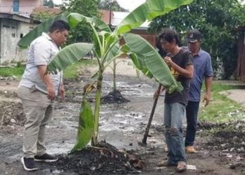 Tagih Janji Kampanye Walikota Medan, Masyarakat Tanam Pohon Pisang Dijalan Yang Rusak